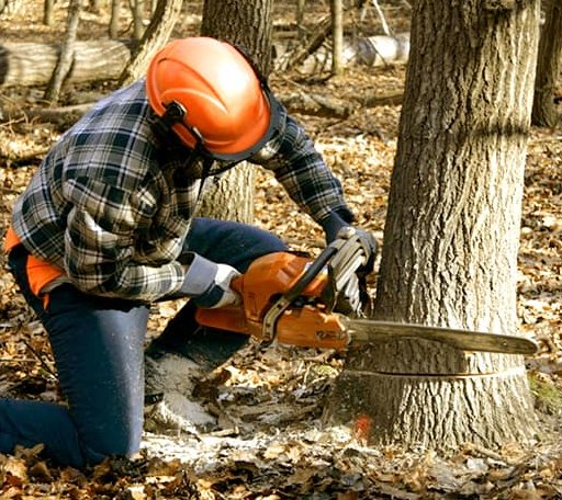 Tree Removal in Mannsville, OK